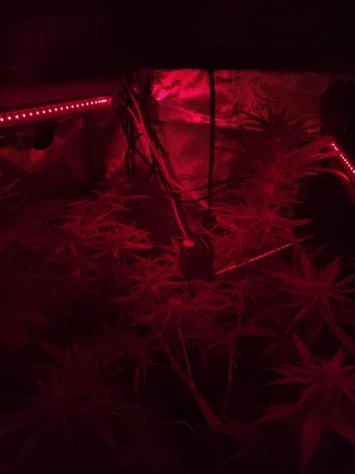 Hindu Kush Ups. Week 6