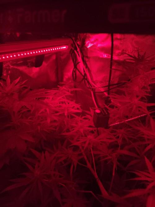 Hindu Kush Ups. Week 6