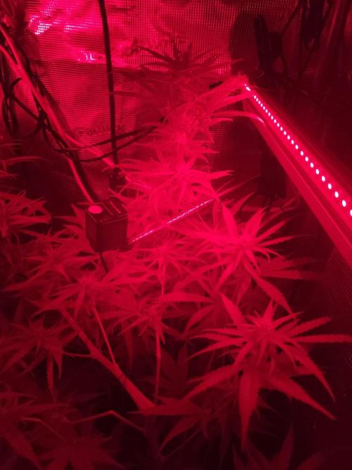 Hindu Kush Ups. Week 6