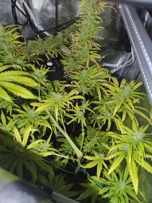 Hindu Kush Ups. Week 7