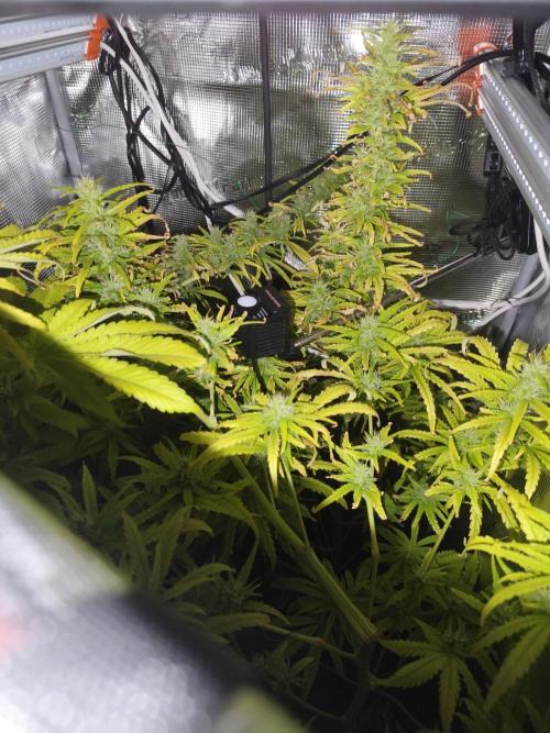 Hindu Kush Ups. Week 7