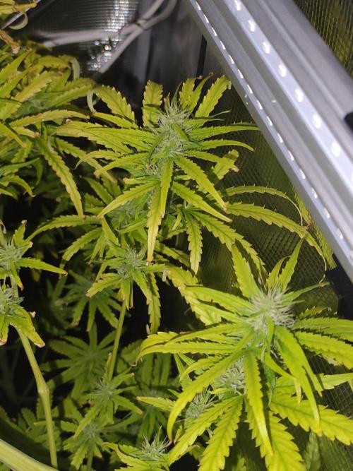 Hindu Kush Ups. Week 7