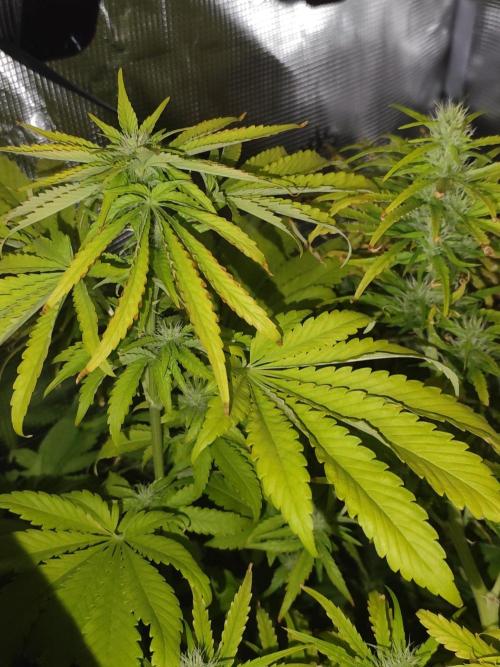 Hindu Kush Ups. Week 7