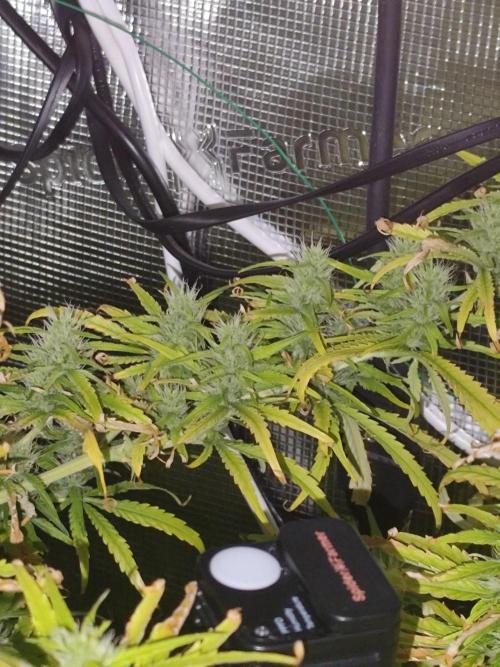 Hindu Kush Ups. Week 7