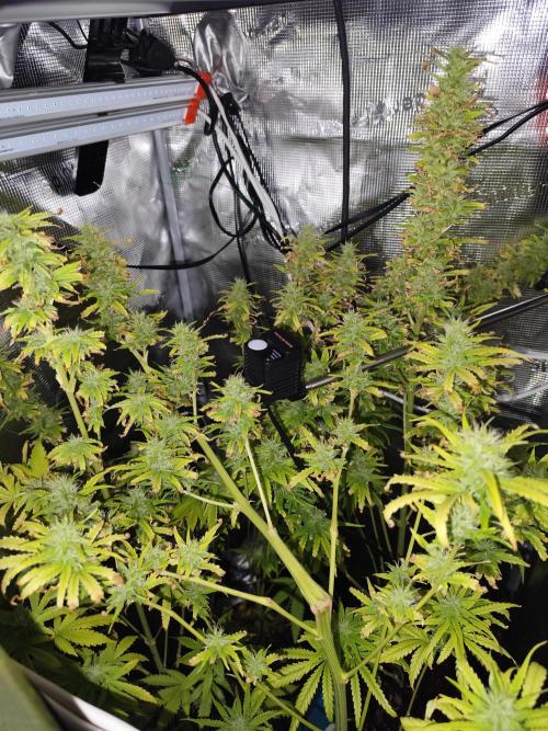 Hindu Kush Ups. Week 8