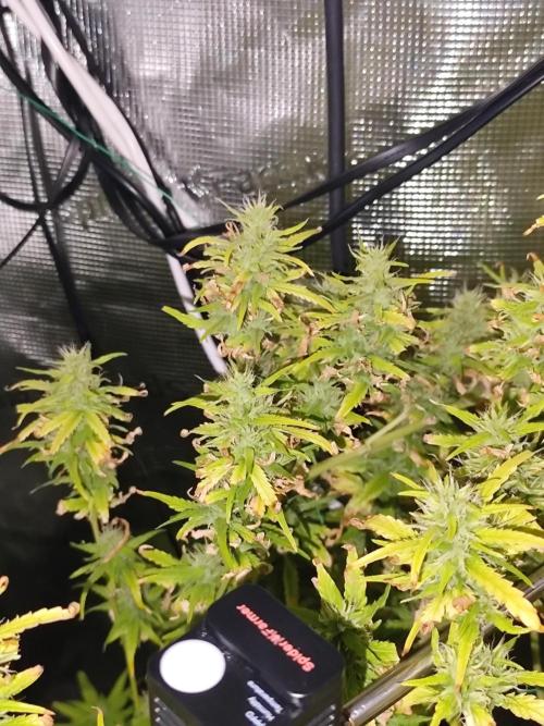 Hindu Kush Ups. Week 8