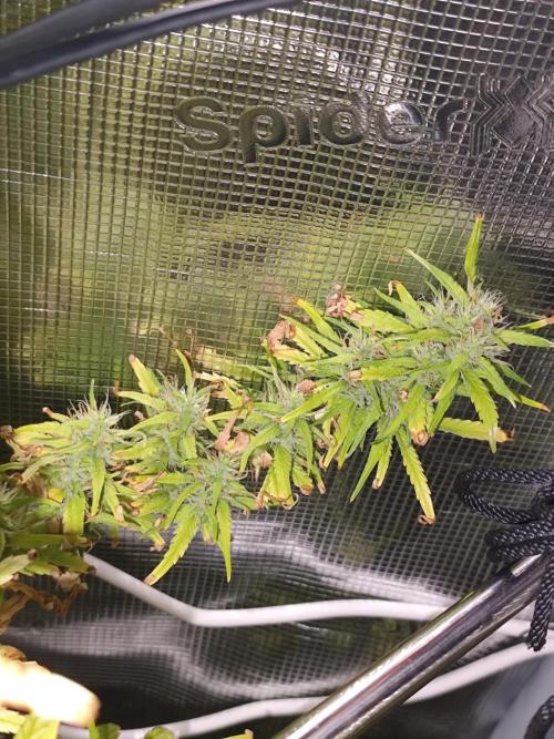 Hindu Kush Ups. Week 8
