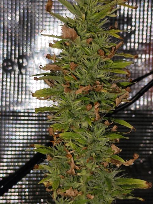 Hindu Kush Ups. Week 8