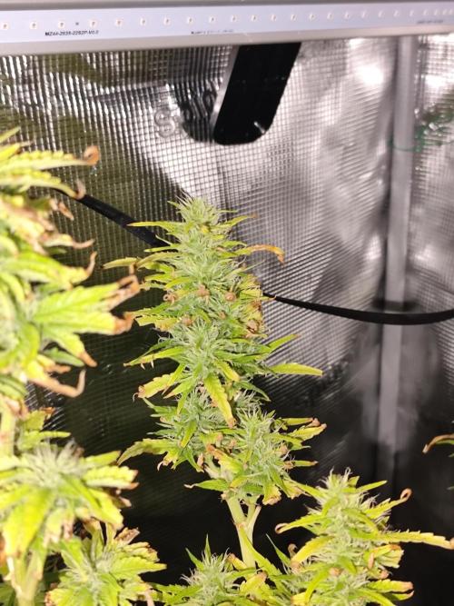 Hindu Kush Ups. Week 8