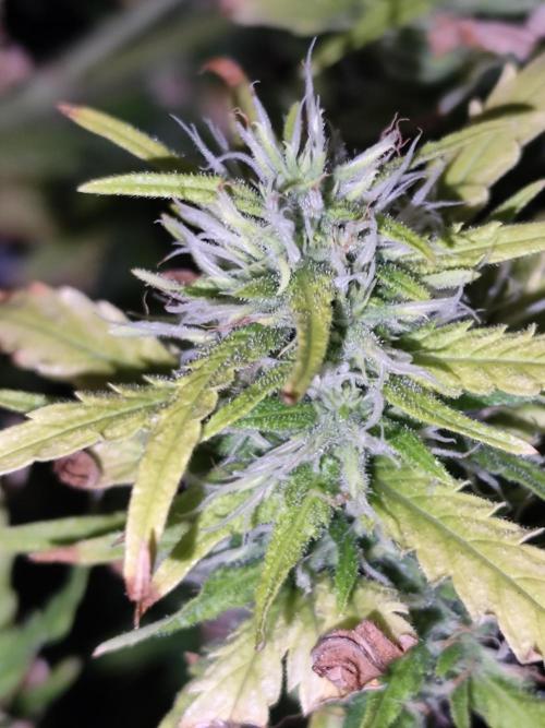 Hindu Kush Ups. Week 8