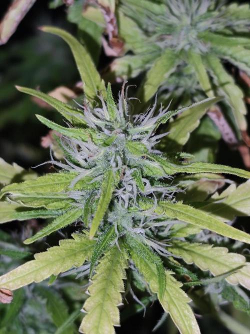 Hindu Kush Ups. Week 8