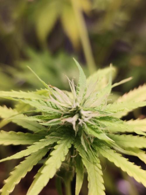 Hindu Kush Ups. Week 8