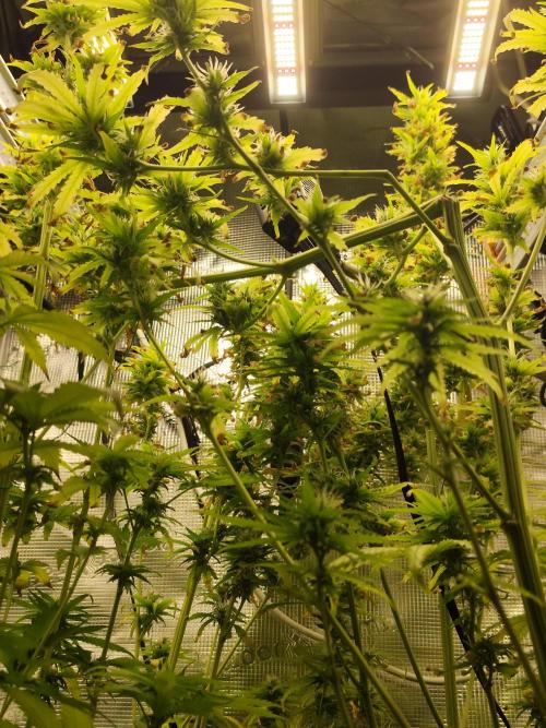 Hindu Kush Ups. Week 8