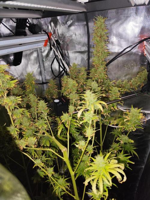 Hindu Kush Ups. Week 9