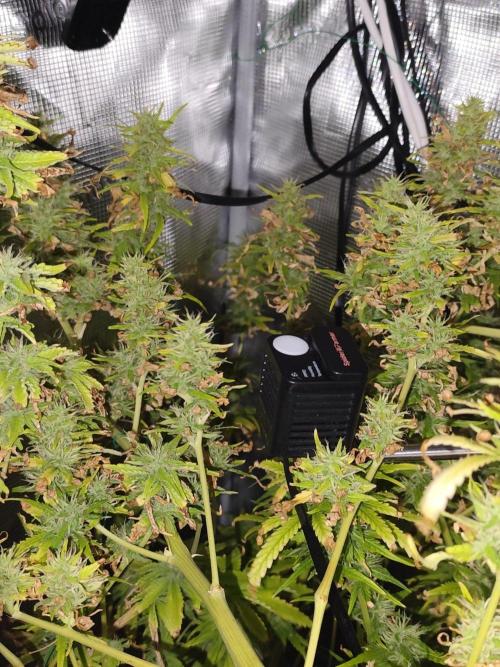Hindu Kush Ups. Week 9