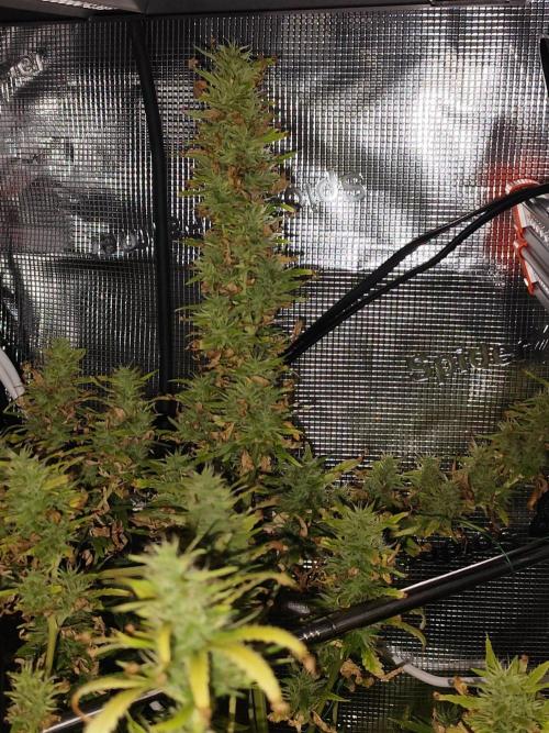 Hindu Kush Ups. Week 9