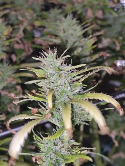 Hindu Kush Ups. Week 9