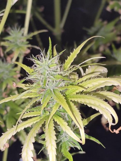 Hindu Kush Ups. Week 9