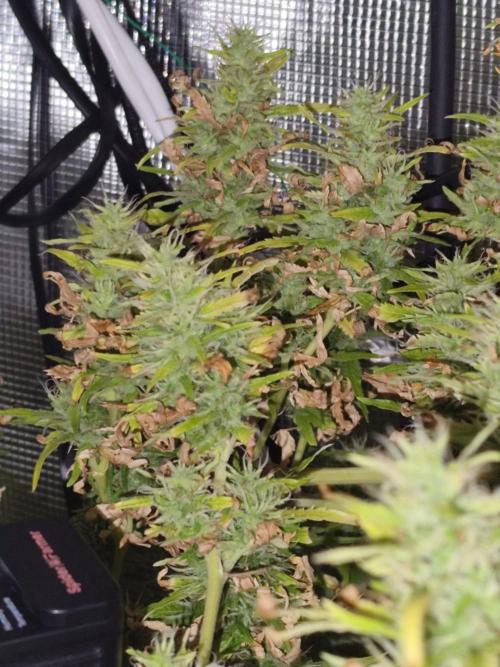 Hindu Kush Ups. Week 9