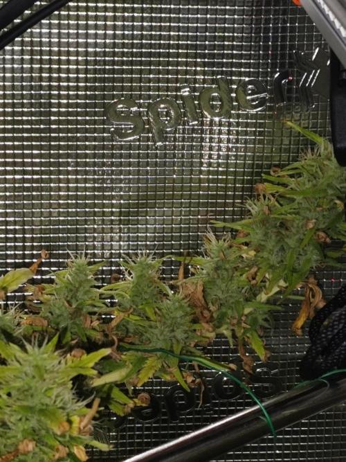 Hindu Kush Ups. Week 9