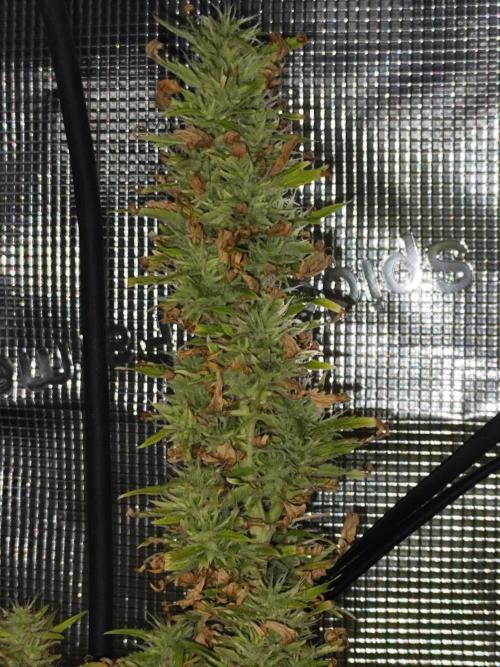 Hindu Kush Ups. Week 9
