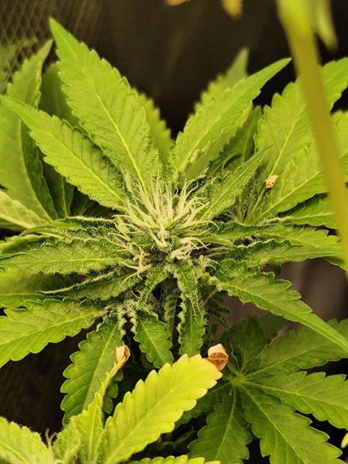 Hindu Kush Ups. Week 9
