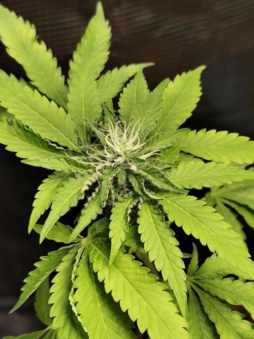 Hindu Kush Ups. Week 9