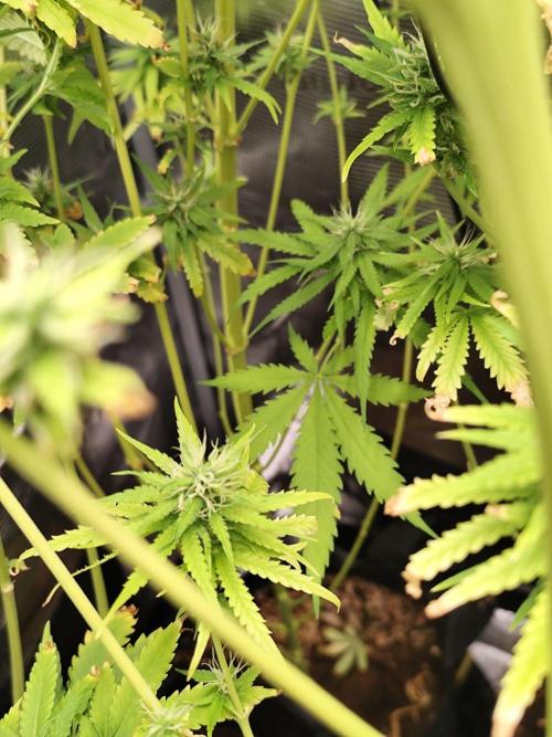 Hindu Kush Ups. Week 9