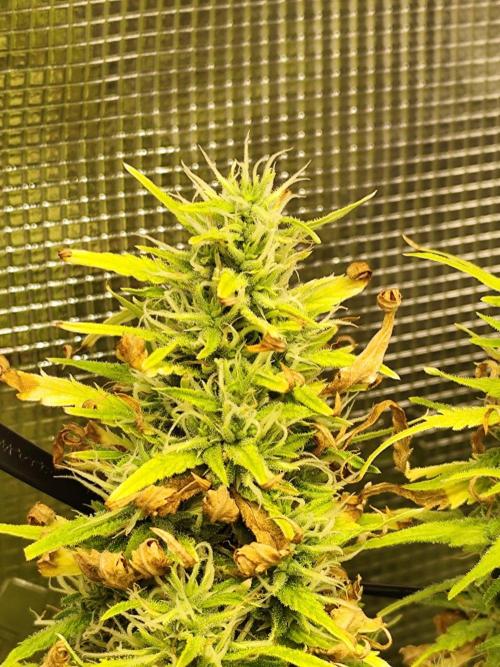 Hindu Kush Ups. Week 9