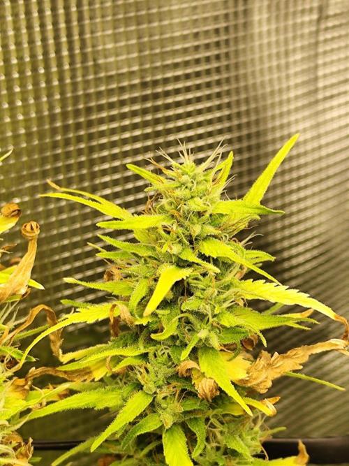 Hindu Kush Ups. Week 9