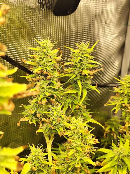 Hindu Kush Ups. Week 9