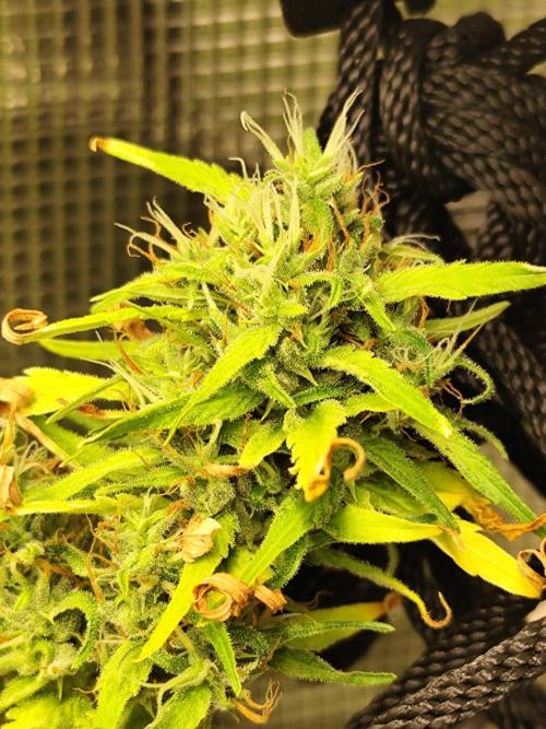 Hindu Kush Ups. Week 9