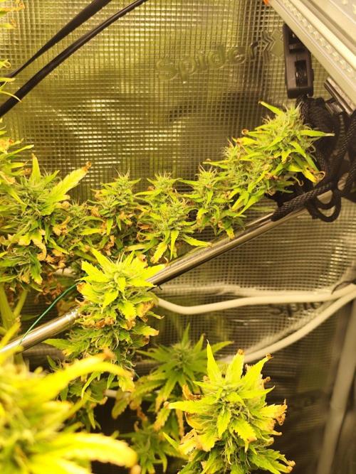 Hindu Kush Ups. Week 9