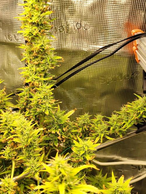 Hindu Kush Ups. Week 9