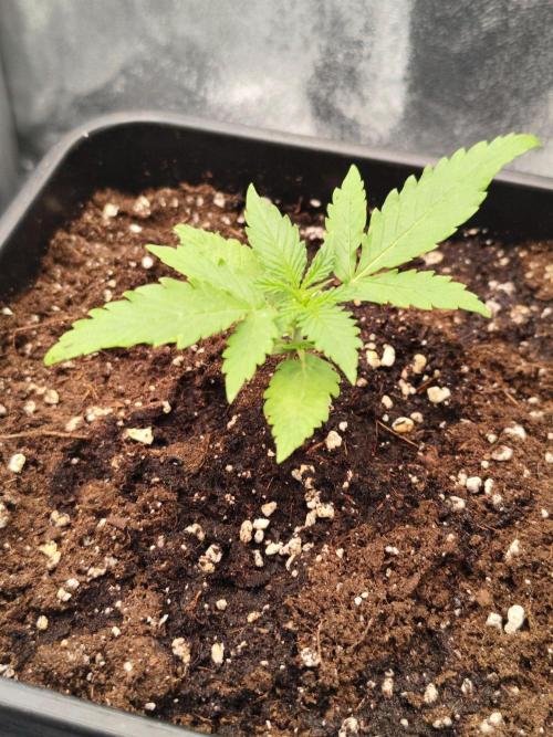 Titanic. Week 1 - Successful transplant Doctor Hempanadas, the leaves are pointing up.