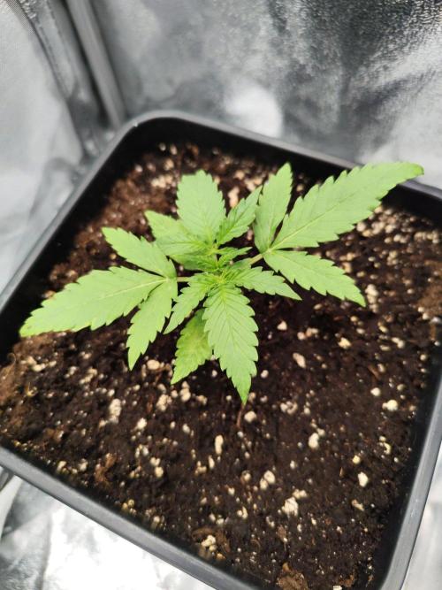 HS40. Week 1