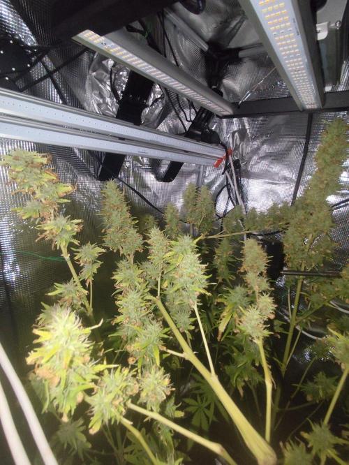 Hindu Kush Ups. Week 10