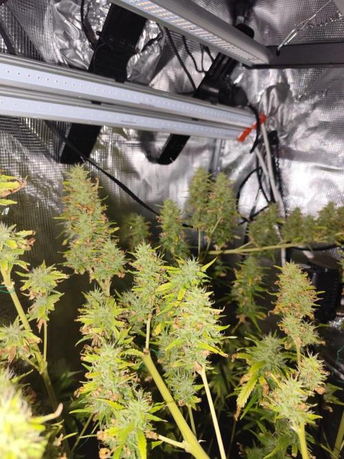 Hindu Kush Ups. Week 10
