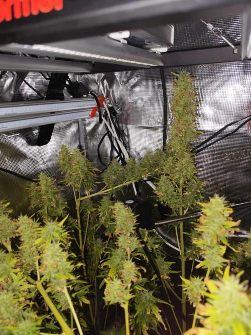 Hindu Kush Ups. Week 10