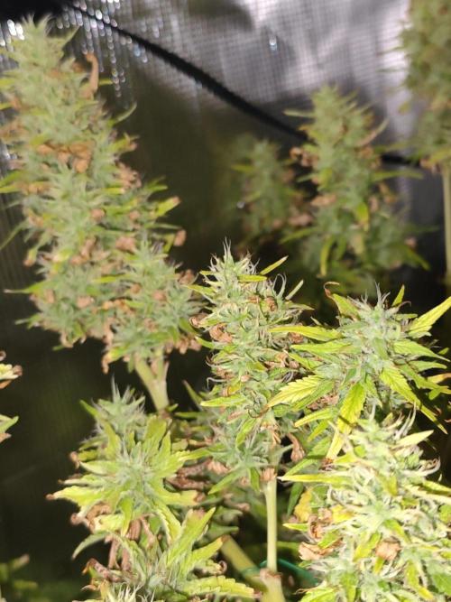 Hindu Kush Ups. Week 10