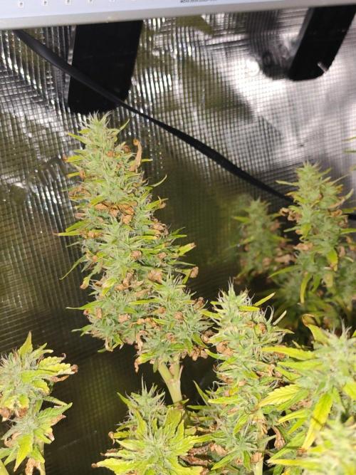 Hindu Kush Ups. Week 10