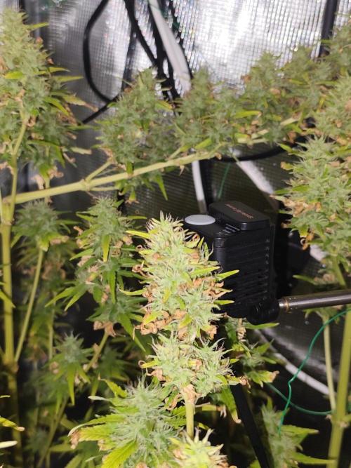 Hindu Kush Ups. Week 10