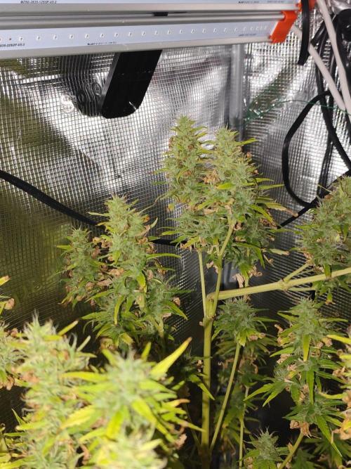 Hindu Kush Ups. Week 10