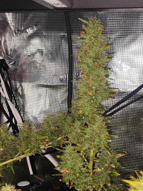 Hindu Kush Ups. Week 10