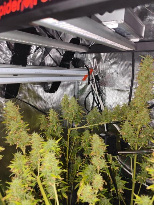 Hindu Kush Ups. Week 10