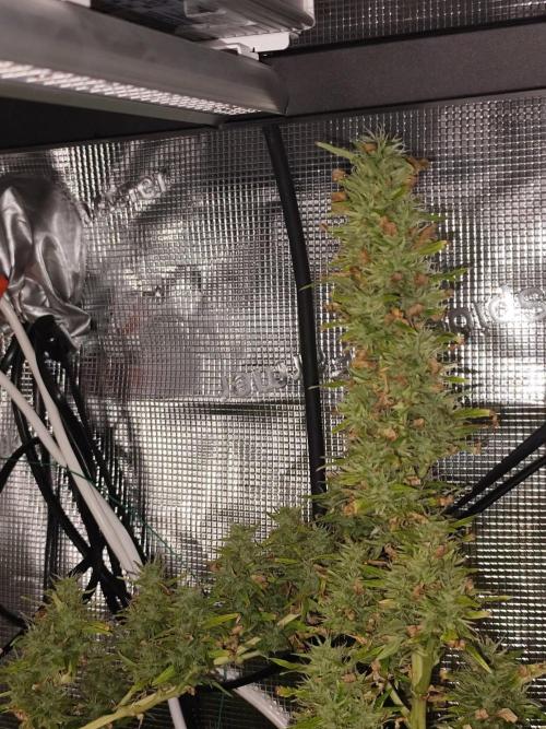 Hindu Kush Ups. Week 10