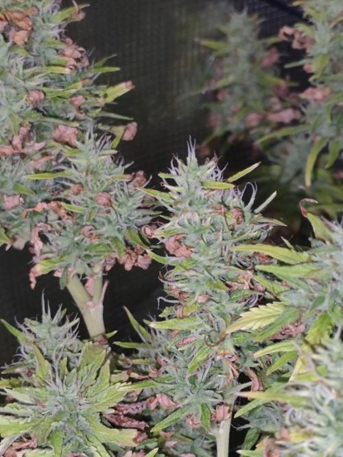 Hindu Kush Ups. Week 10