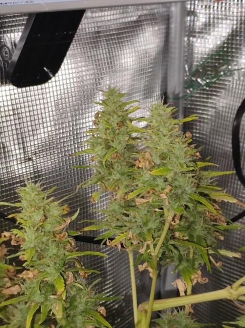 Hindu Kush Ups. Week 10