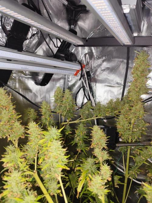 Hindu Kush Ups. Week 10