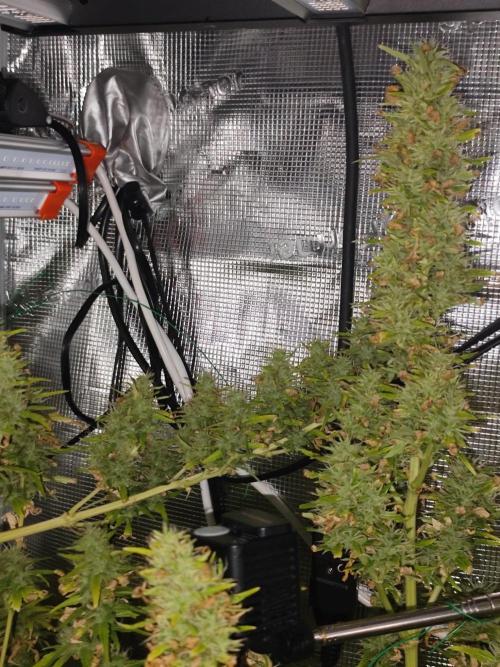 Hindu Kush Ups. Week 10